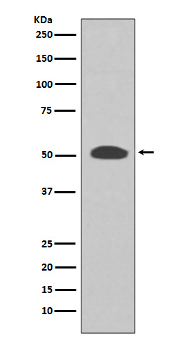 PI3 Kinase p55 gamma Rabbit mAb ABZ1962