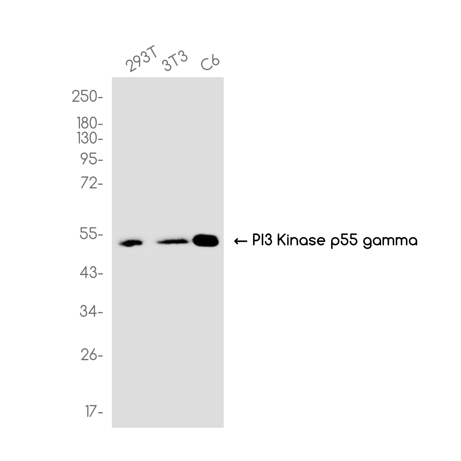PI3 Kinase p55 gamma Rabbit mAb ABZ1962