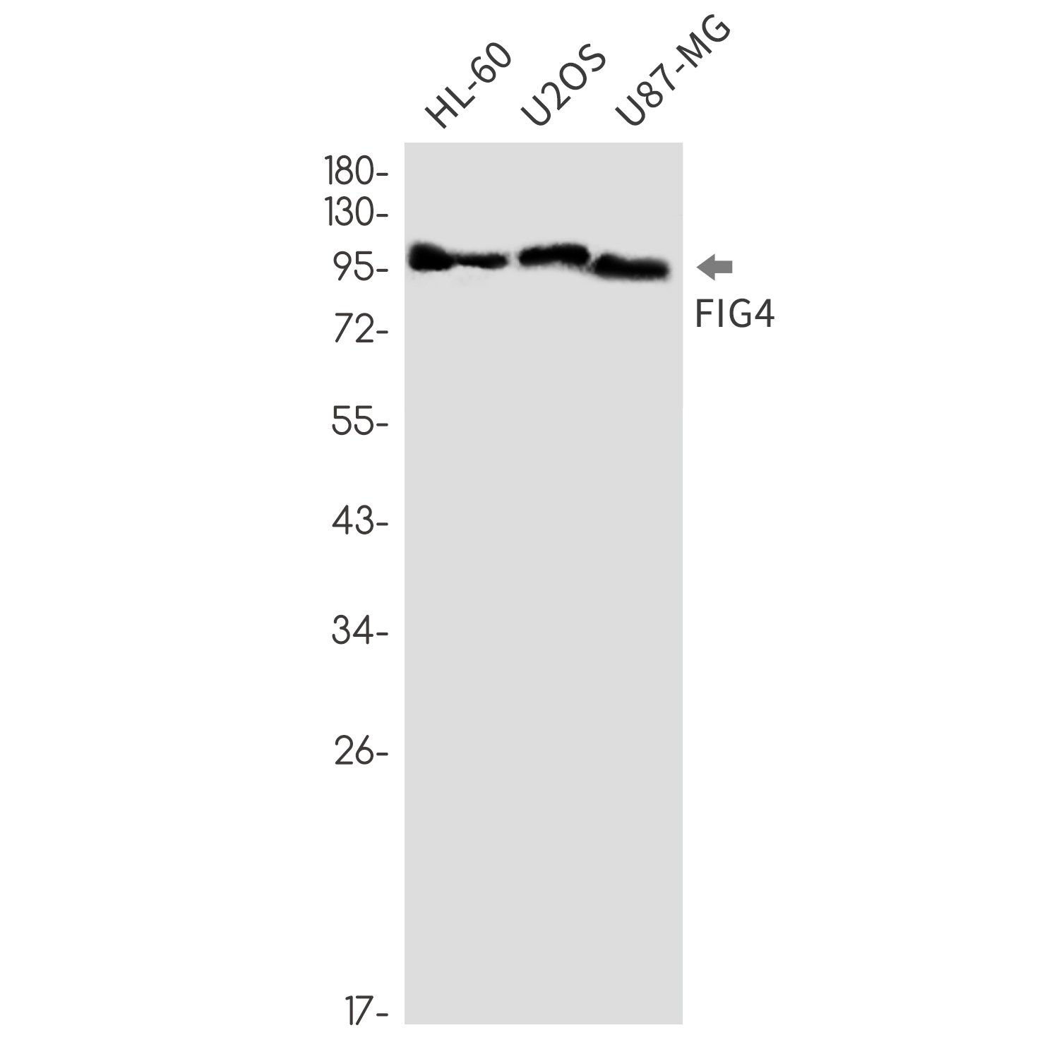 FIG4 Rabbit mAb ABZ1963