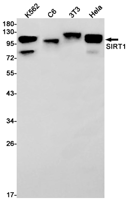 SIRT1 Rabbit mAb ABZ1967