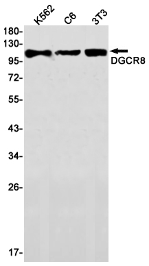 DGCR8 Rabbit mAb ABZ1968