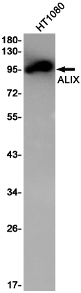 ALIX Rabbit mAb ABZ1973