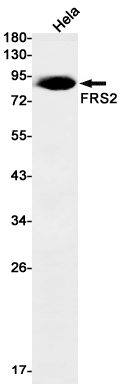 FRS2 Rabbit mAb ABZ1975