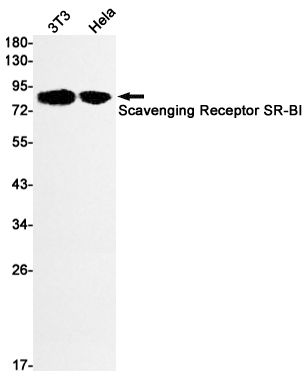 SR-BI Rabbit mAb ABZ1977