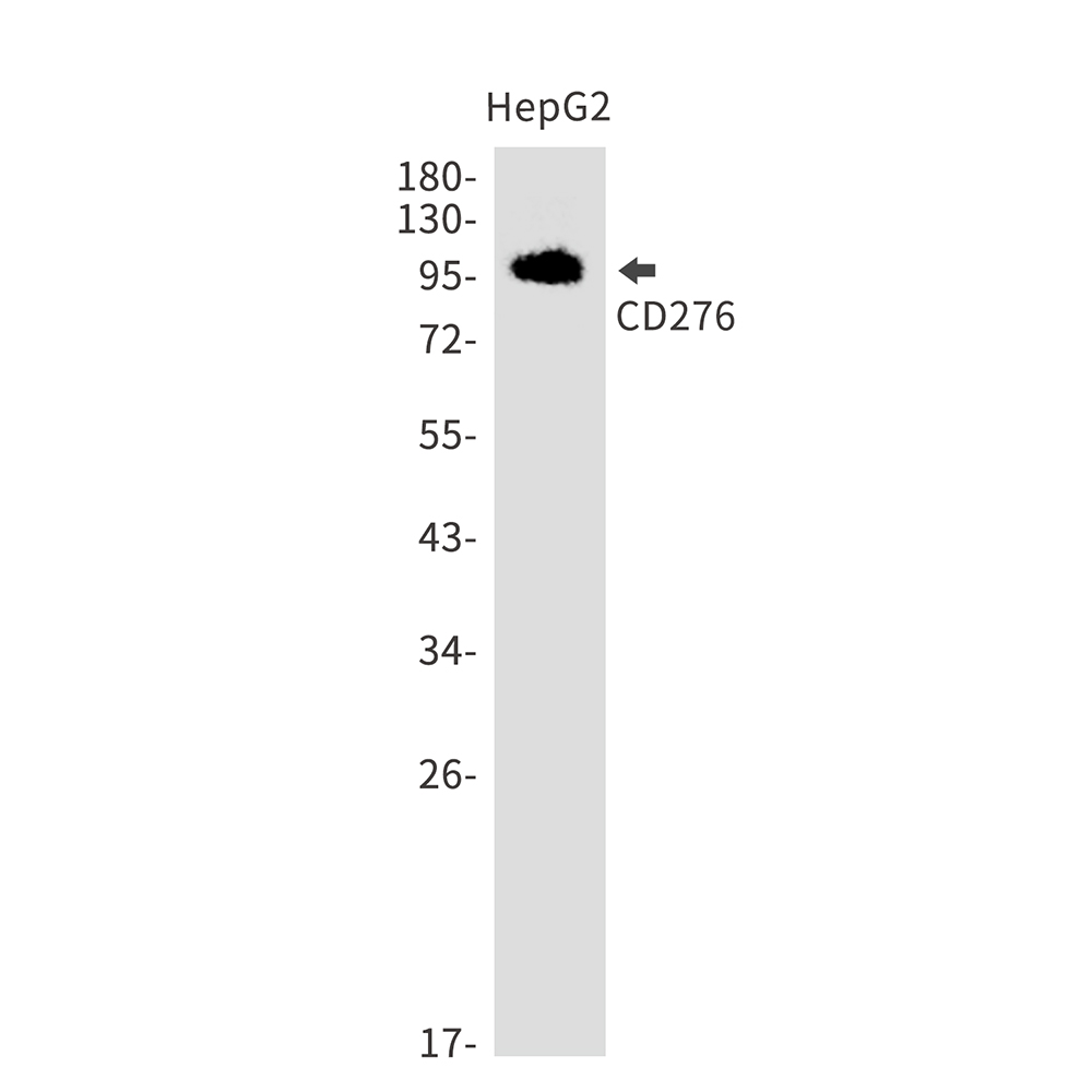 CD276 Rabbit mAb ABZ1978
