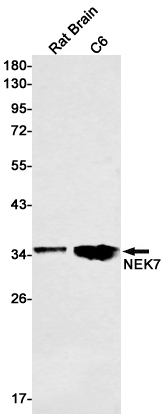 NEK7 Rabbit mAb ABZ1981