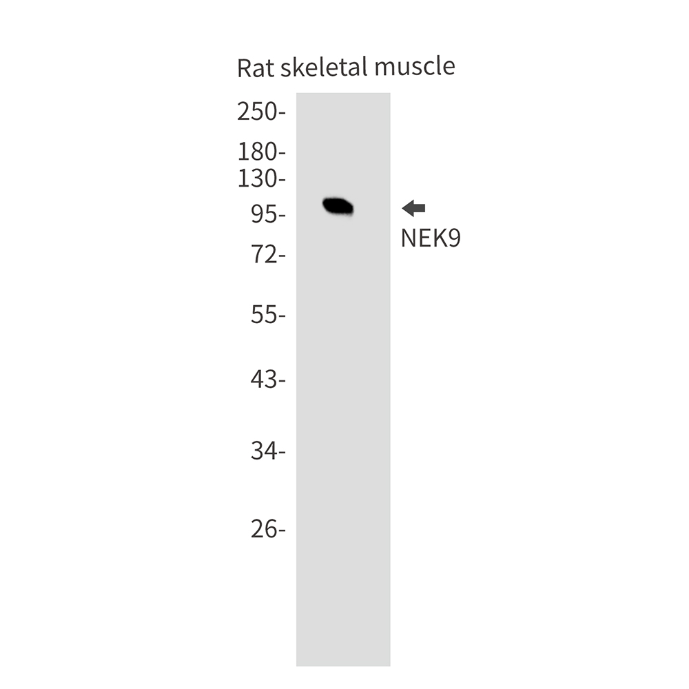 NEK9 Rabbit mAb ABZ1982