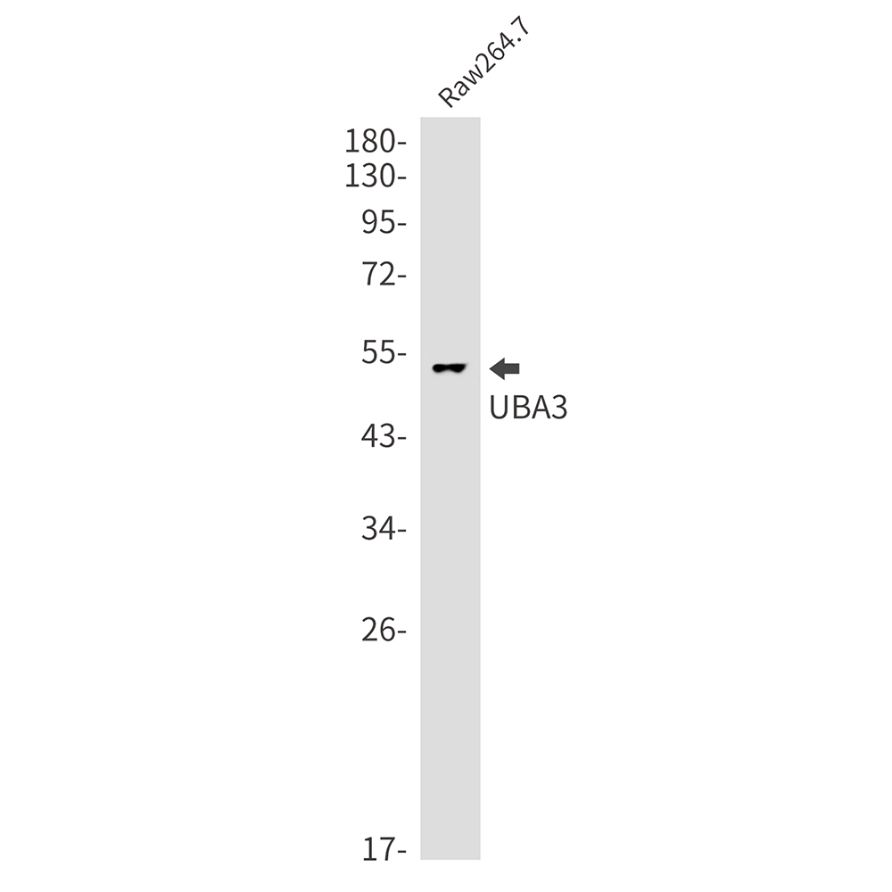 UBA3 Rabbit mAb ABZ1983