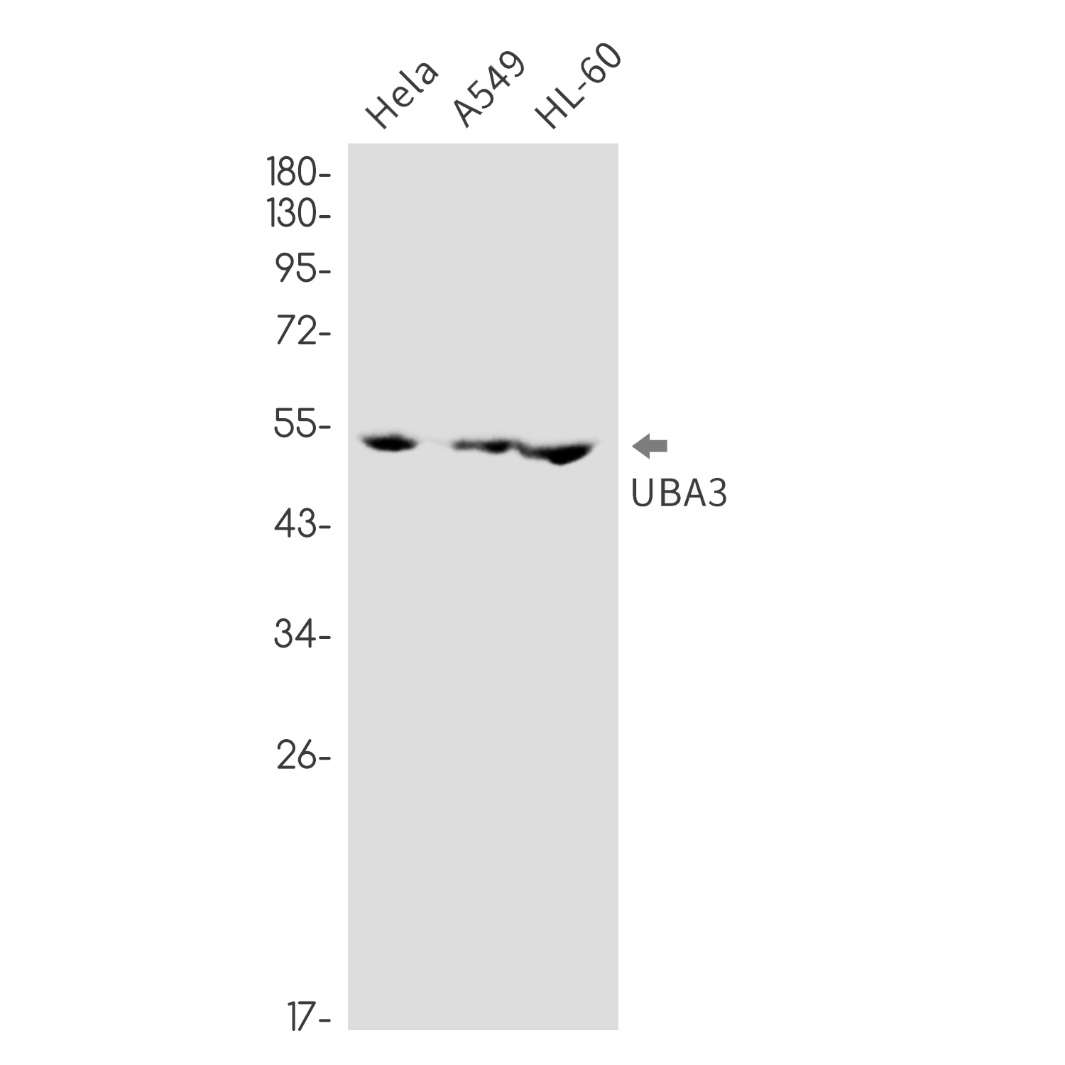 UBA3 Rabbit mAb ABZ1983