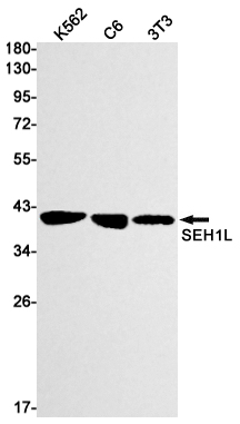 SEH1L Rabbit mAb ABZ1984