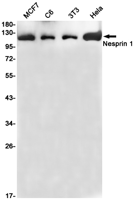 Nesprin1 Rabbit mAb ABZ1986