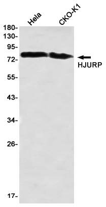 HJURP Rabbit mAb ABZ1988