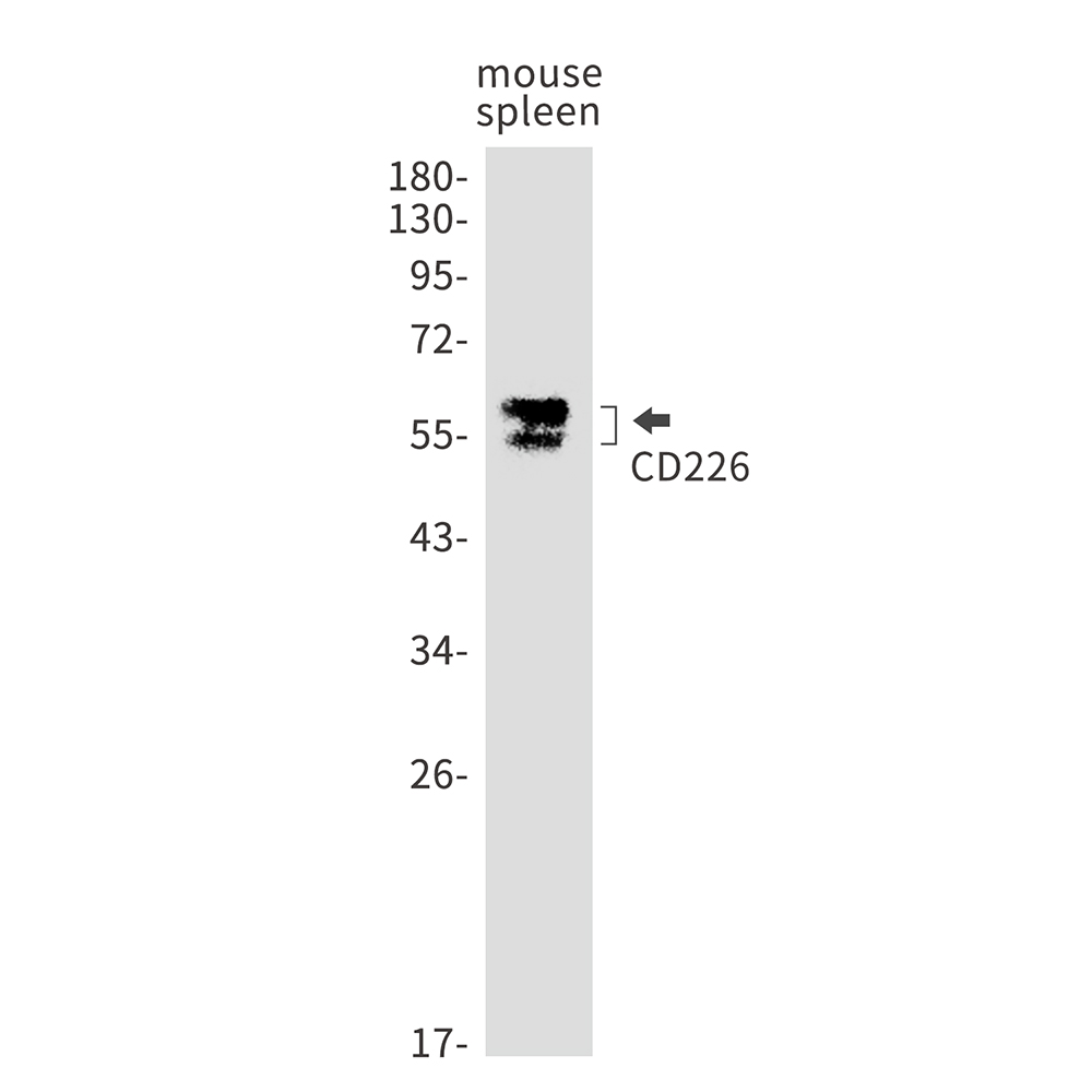 CD226 Rabbit mAb ABZ1995