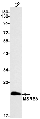 MSRB3 Rabbit mAb ABZ1998