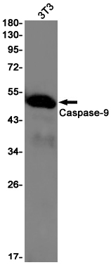 Caspase 9 Rabbit mAb ABZ2003