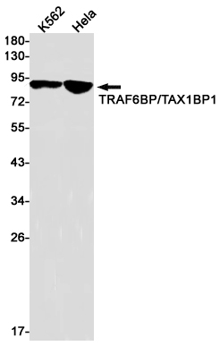TAX1BP1 Rabbit mAb ABZ2008