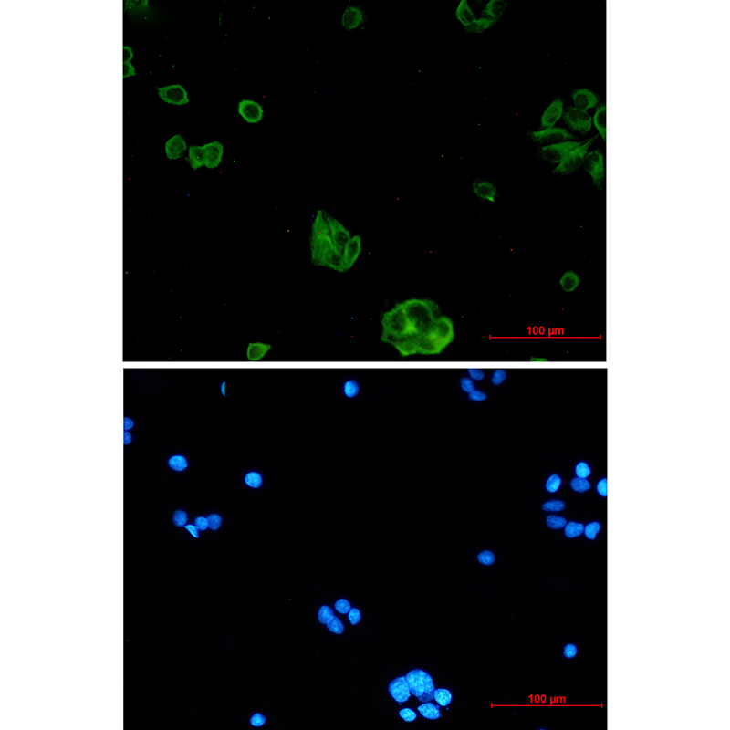 NgR3 Rabbit mAb ABZ2010