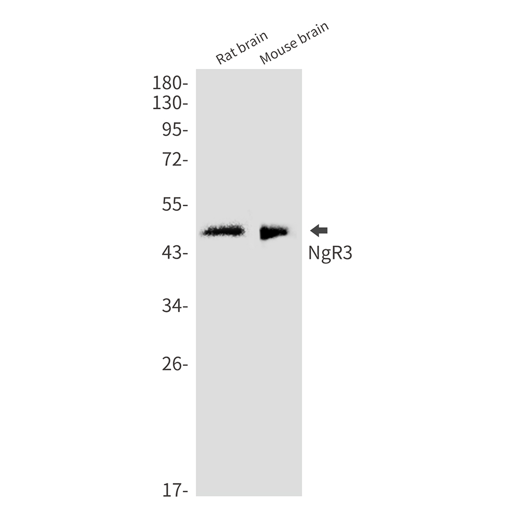 NgR3 Rabbit mAb ABZ2010