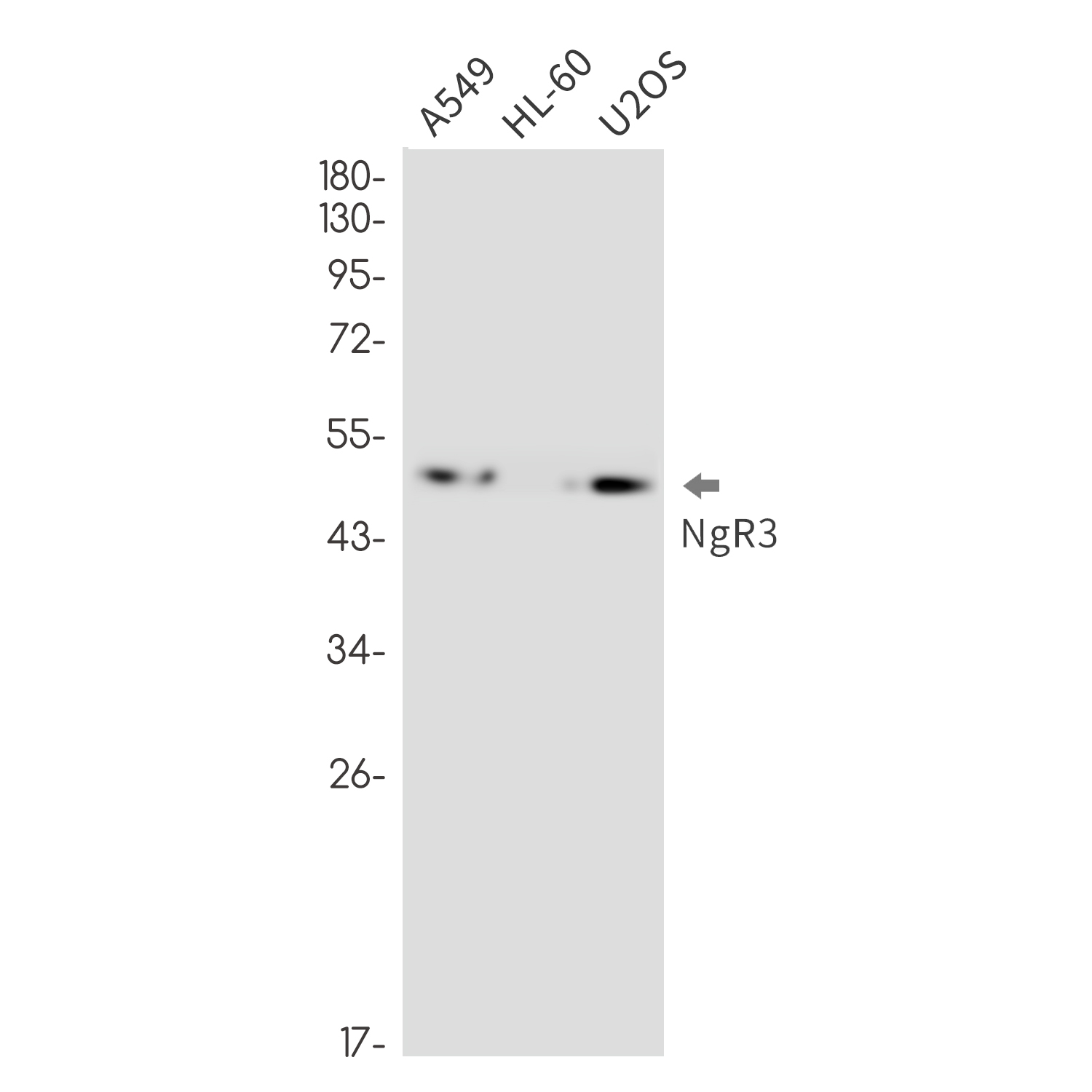 NgR3 Rabbit mAb ABZ2010
