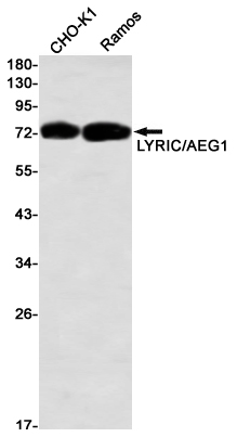 LYRIC/AEG1 Rabbit mAb ABZ2012