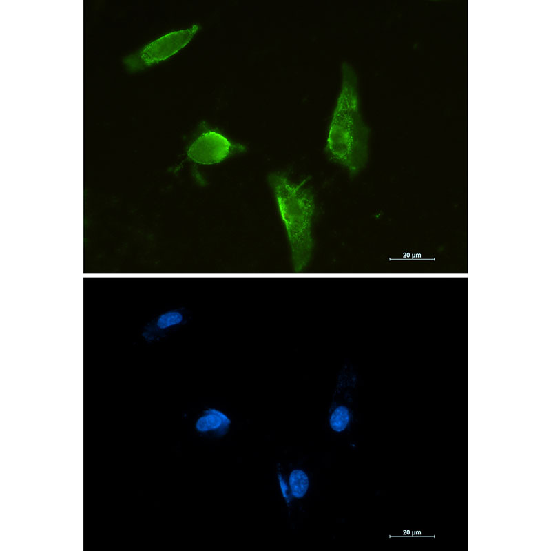 Aprataxin Rabbit mAb ABZ2015