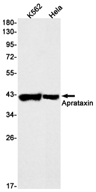 Aprataxin Rabbit mAb ABZ2015