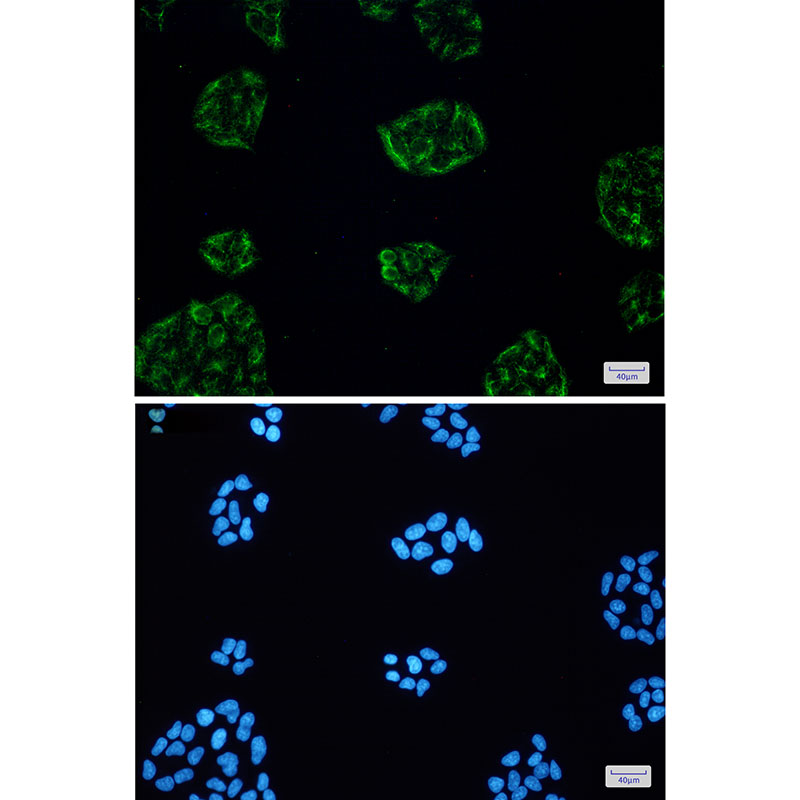 KCTD9 Rabbit mAb ABZ2019