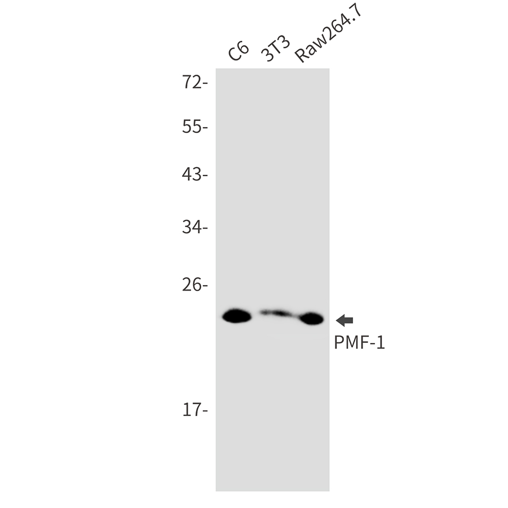 PMF-1 Rabbit mAb ABZ2026