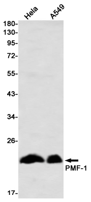 PMF-1 Rabbit mAb ABZ2026