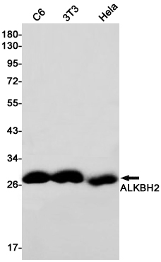 ALKBH2 Rabbit mAb ABZ2027