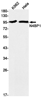 N4BP1 Rabbit mAb ABZ2029