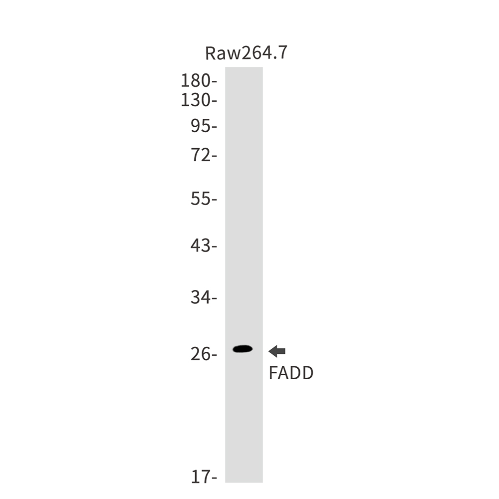FADD Rabbit mAb ABZ2031