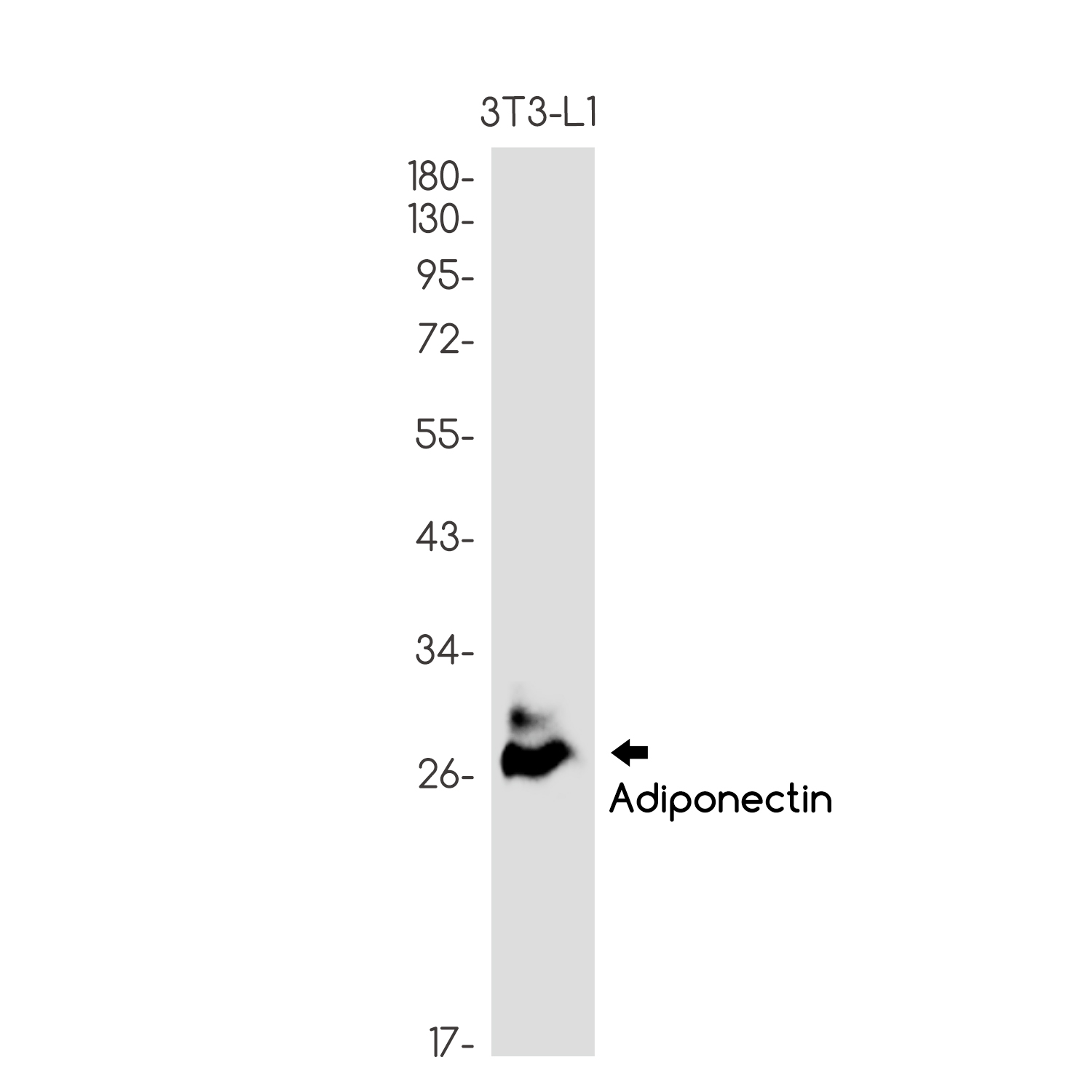 Adiponectin Rabbit mAb ABZ2032