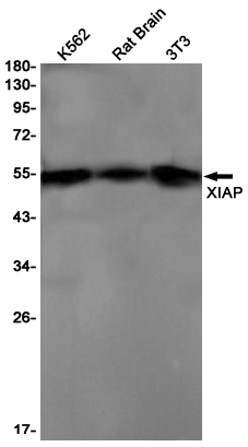 XIAP Rabbit mAb ABZ2033
