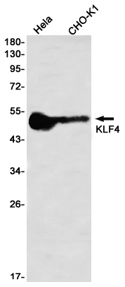 KLF4 Rabbit mAb ABZ2035