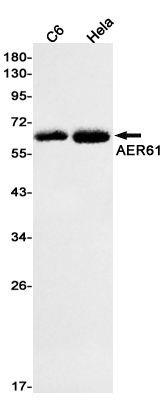 AER61 Rabbit mAb ABZ2040