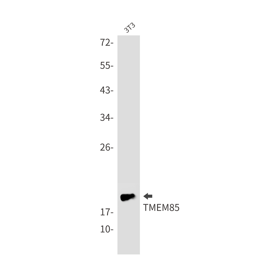 Transmembrane Protein 85 Rabbit mAb ABZ2041