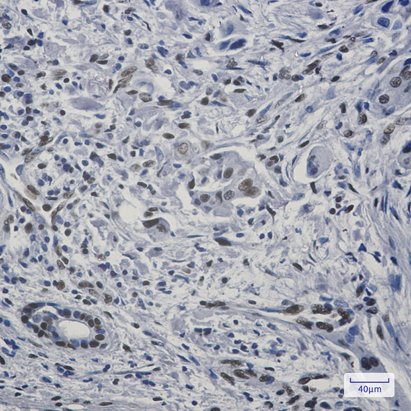 FAM98B Rabbit mAb ABZ2045