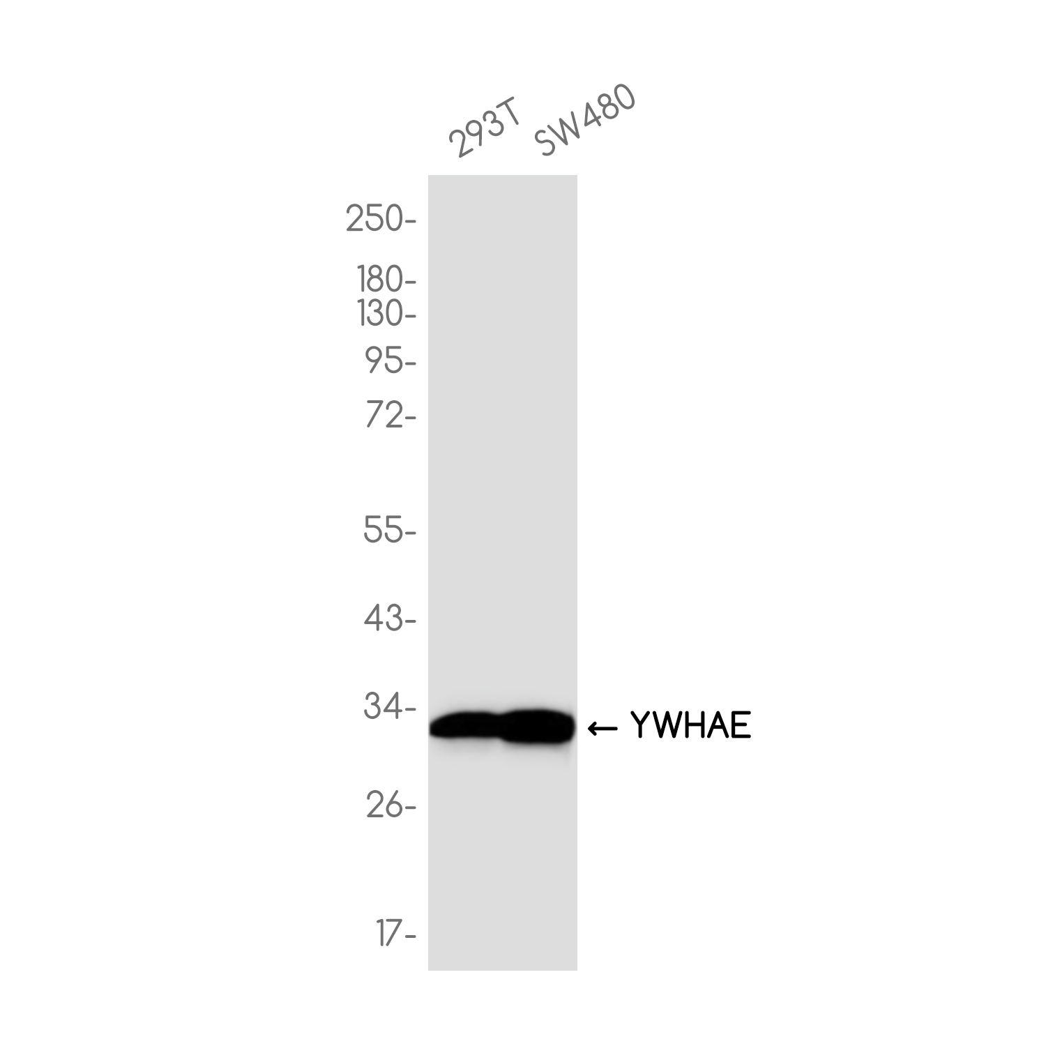 14-3-3 epsilon Rabbit mAb ABZ2046