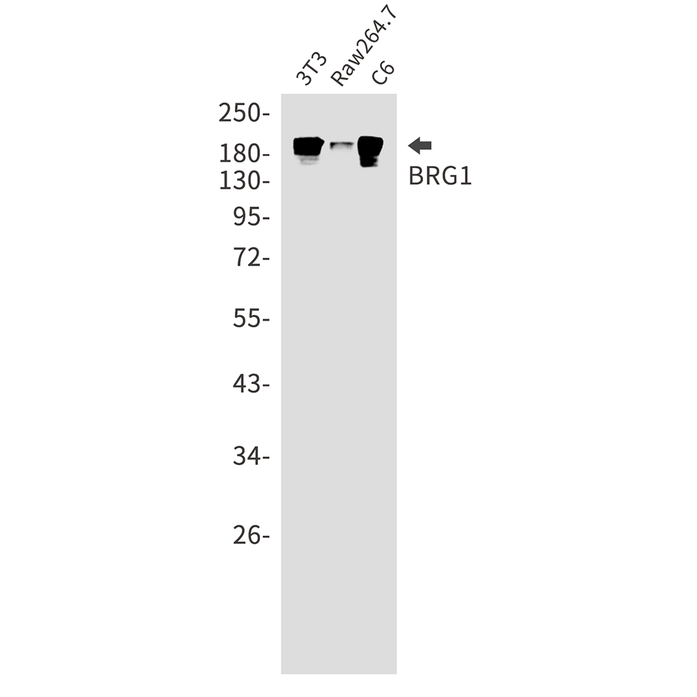 BRG1 Rabbit mAb ABZ2047