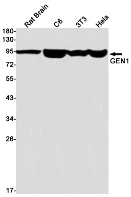 GEN1 Rabbit mAb ABZ2049