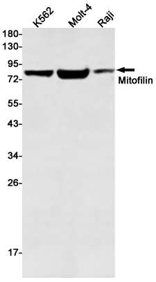 Mitofilin Rabbit mAb ABZ2050