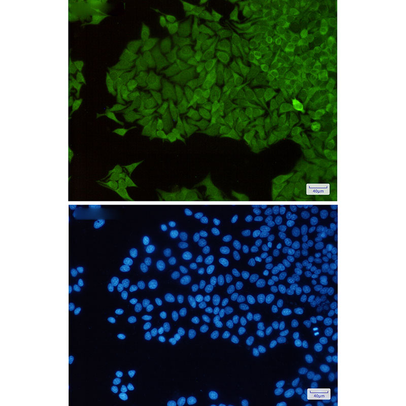 TXNRD1 Rabbit mAb ABZ2051