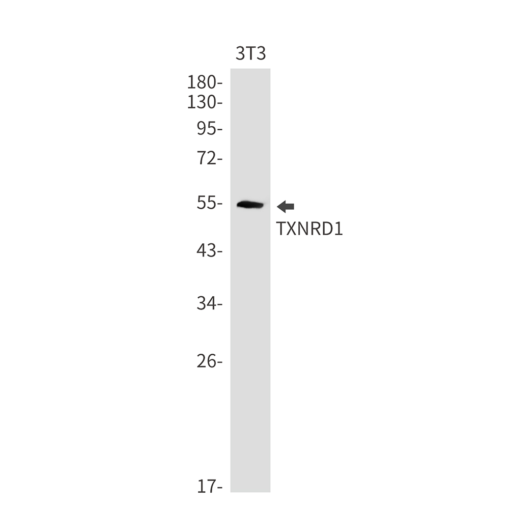 TXNRD1 Rabbit mAb ABZ2051