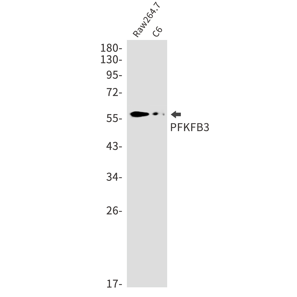 PFKFB3 Rabbit mAb ABZ2052