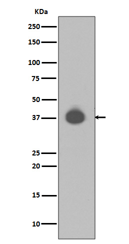 DUSP6 Rabbit mAb ABZ2053