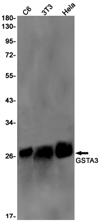 GSTA3 Rabbit mAb ABZ2055