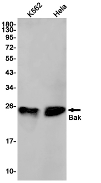 Bak Rabbit mAb ABZ2065