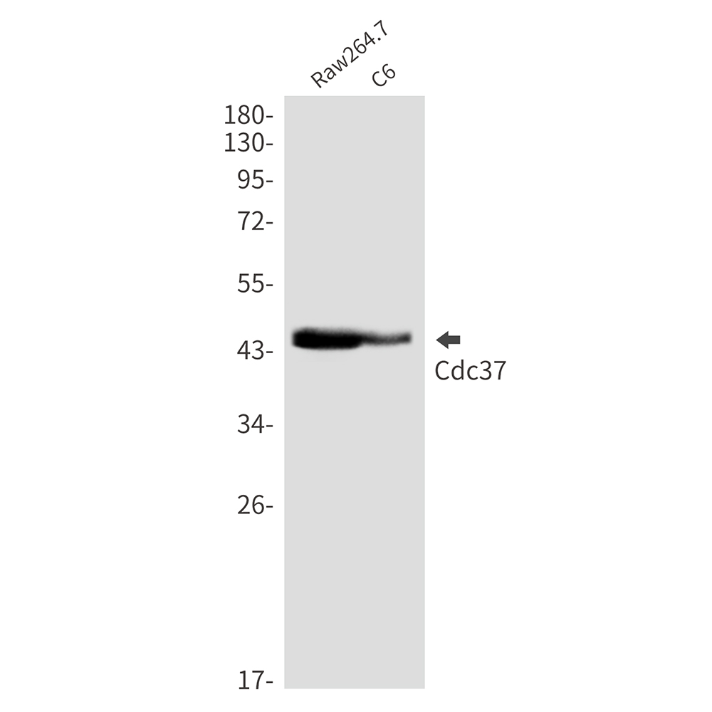CDC37 Rabbit mAb ABZ2069
