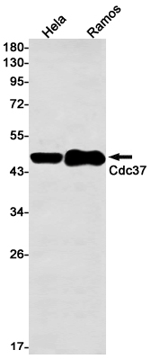 CDC37 Rabbit mAb ABZ2070